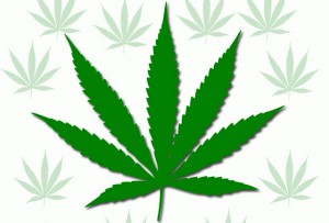 Ultimate Weed Trivia Answers & Cheats